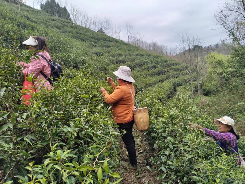 陜煤建設定點幫扶村：春茶采摘忙，茶香促振興